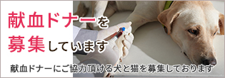 献血ドナーを募集しております